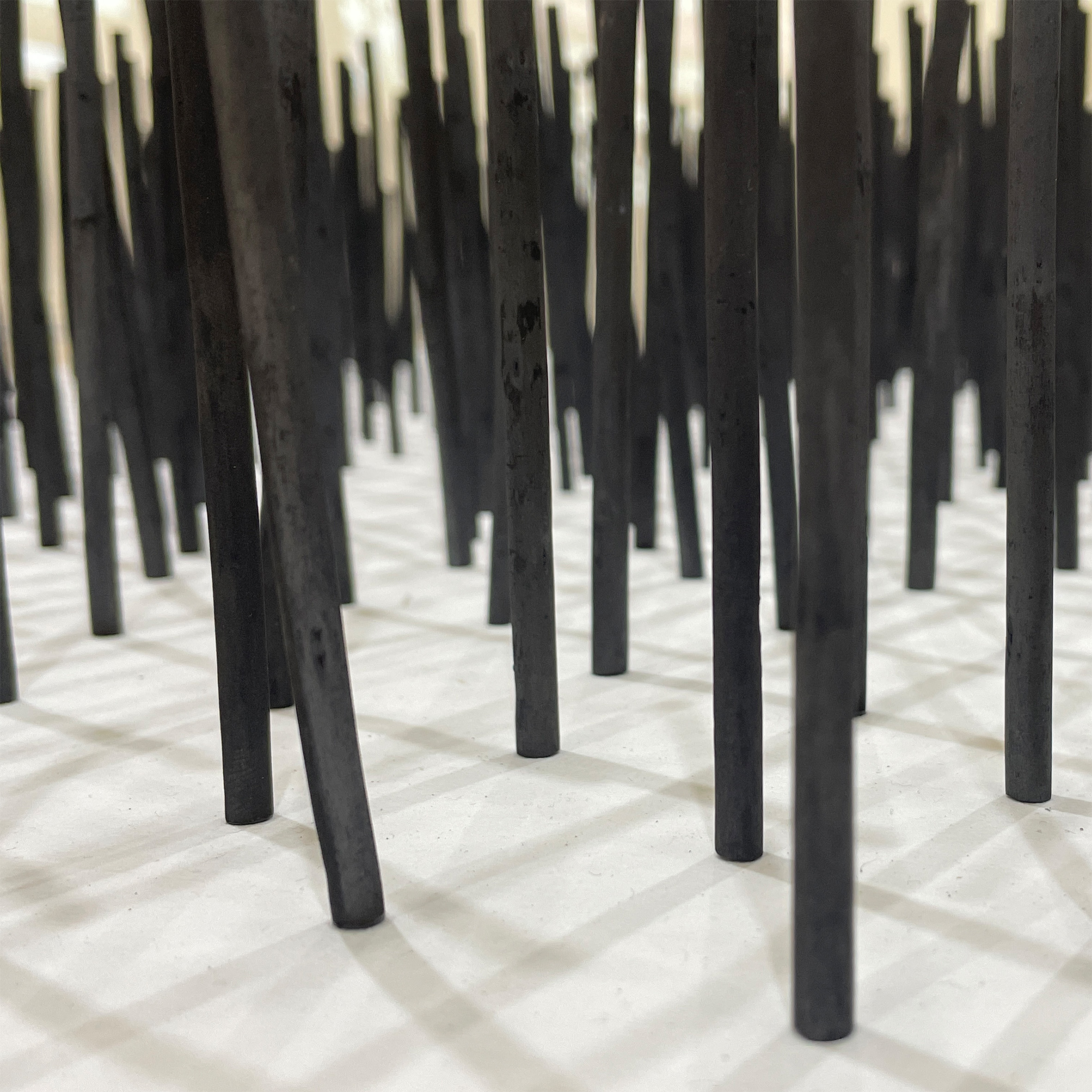 圖像捉影｜阿里山人工林